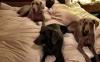 Finn Tasha and Maggie on the bed